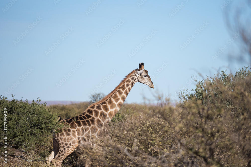 Obraz premium Close up view of a giraffe on the South African plains/savannah