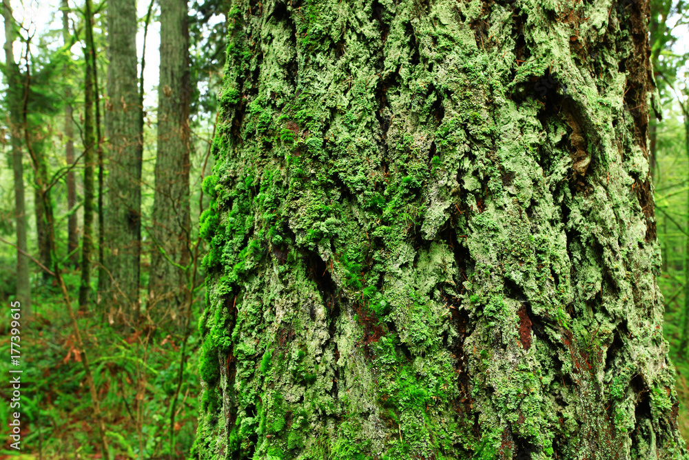 a picture of an Pacific Northwest with a old growth Douglas fir tree a picture of an Pacific Northwest with a old growth Douglas fir tree