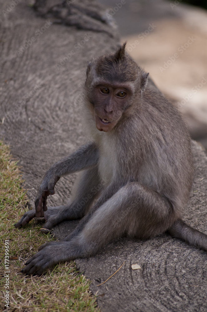 Bored Monkey Bored Monkey