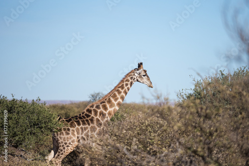 Close up view of a giraffe on the South African plains/savannah © Dewald