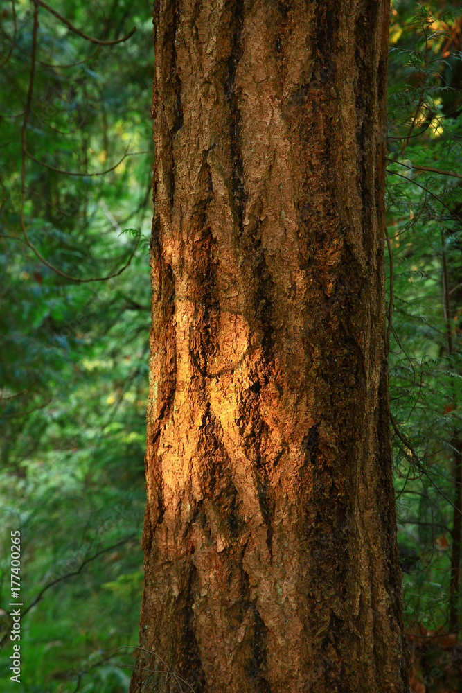 a picture of an Pacific Northwest forest and Douglas fir tree