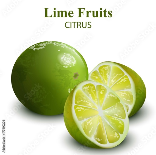 Lime fruit isolated on white background Vector realistics