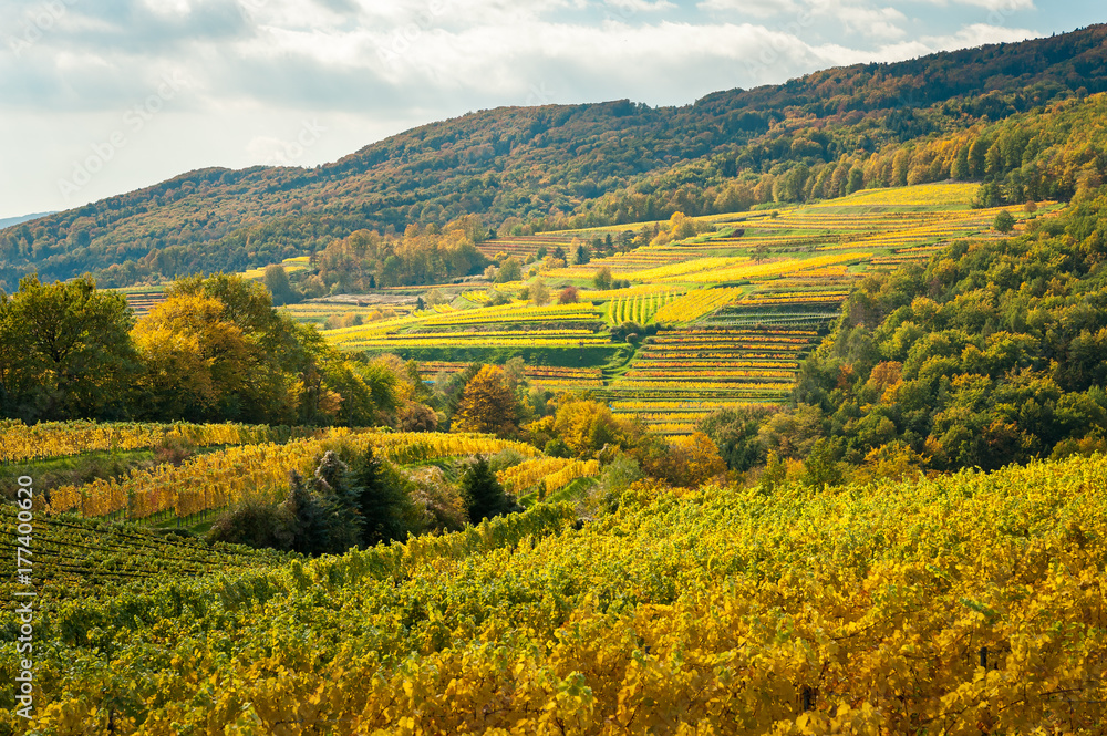 Vineyards near Weissenkirchen Wachau Austria in autumn colored leaves