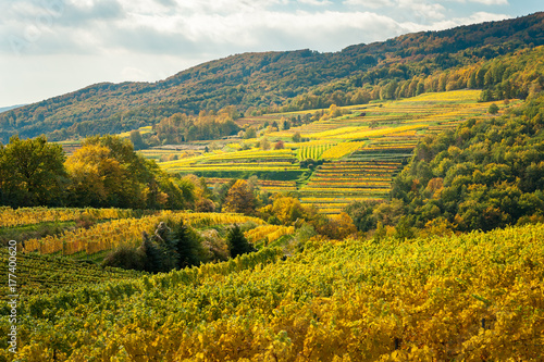Vineyards near Weissenkirchen Wachau Austria in autumn colored leaves