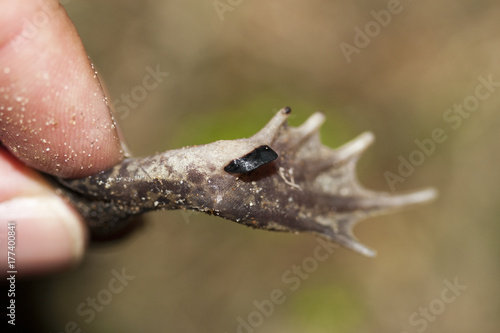 couteau de pelobate cultripéde pelobates cultripes