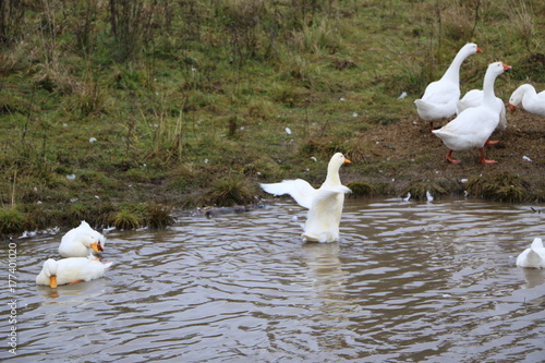 a flock of white geese bathing in the river and walking along the shore