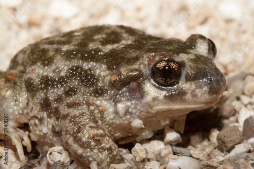 Alytes obstetricans crapaud accoucheur photo