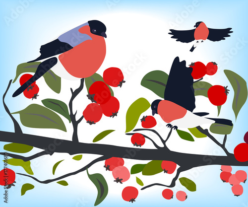 bullfinches on a branch of hawthorn, winter season
