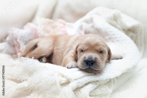 Cute newborn puppy of a golden retriever lies on a white background