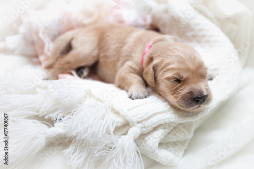 Cute newborn puppy of a golden retriever lies on a white background