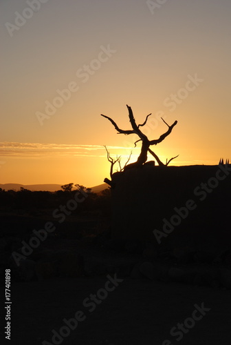 African Sunset with tree in Nam  bia  s desert