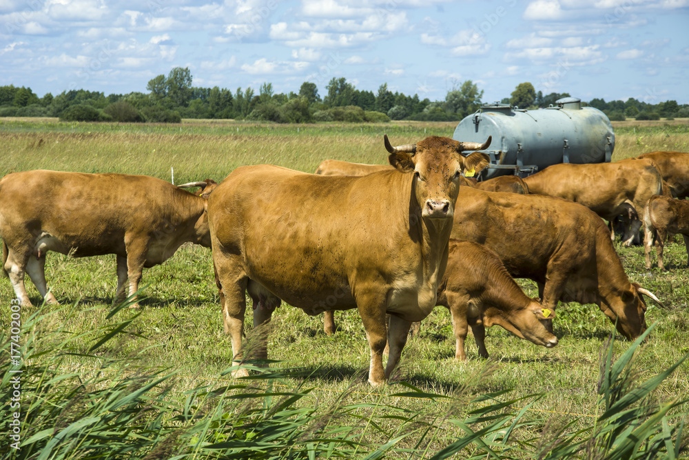 Brown cow on a meadow