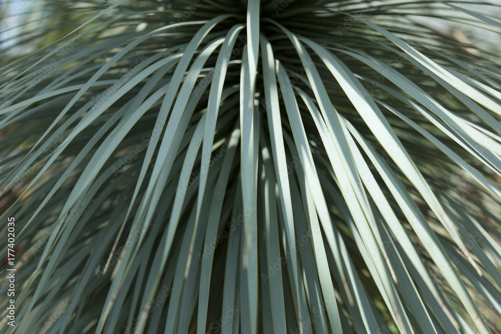 Obraz premium Agave stricta, Agavengewächs