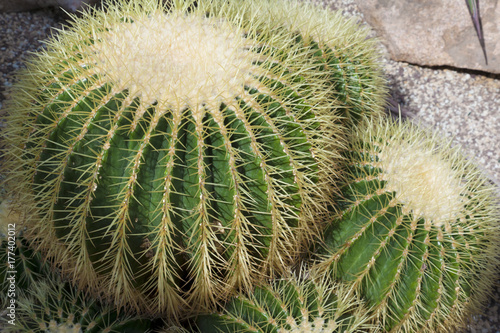 Kaktus  Schwiegermutterstuhl  Echinocactus grusonii