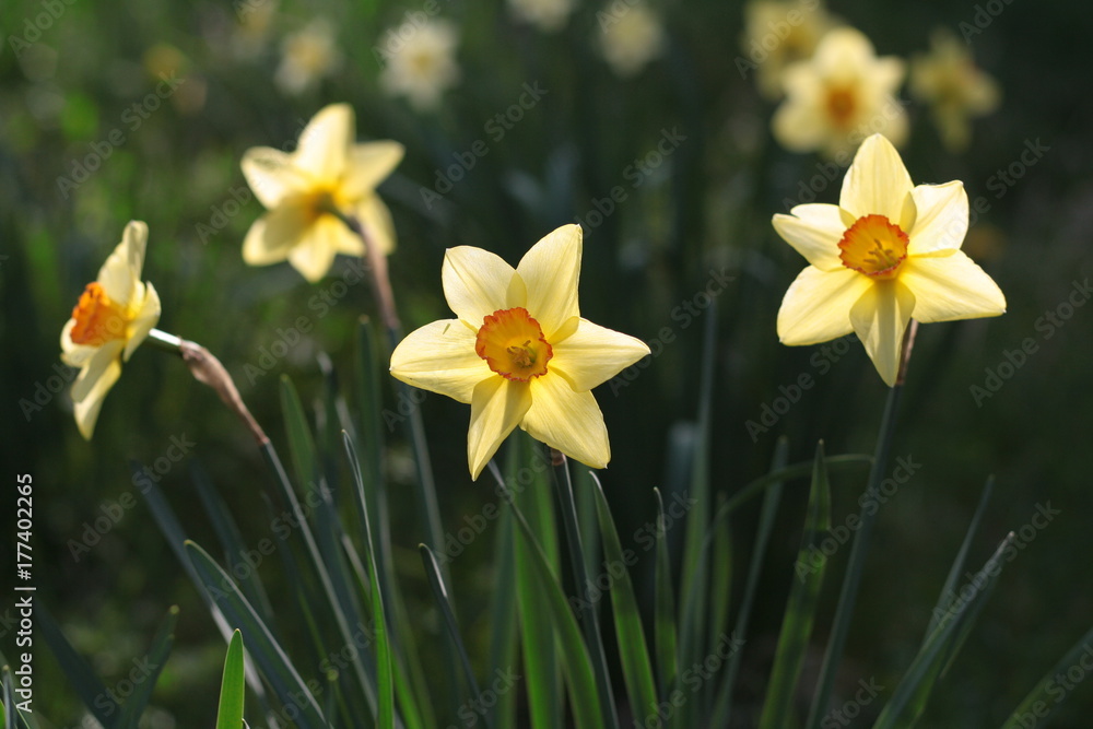 Yellow daffodils in bloom with beautiful light Yellow daffodils in bloom with beautiful light