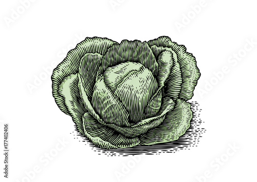 Fotografie, Tablou Head of cabbage