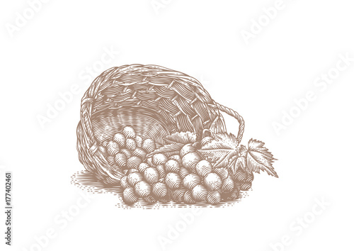 Grapes in the basket