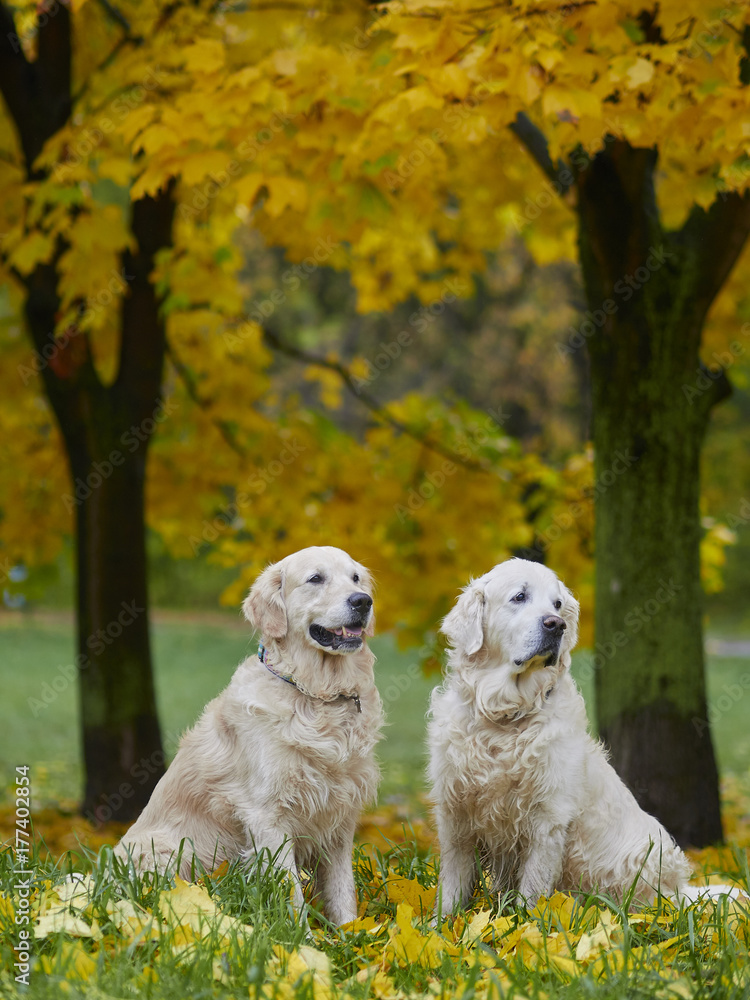 Moscow, Russia, October 2017, dog breed golden retriever for a walk in the autumn park