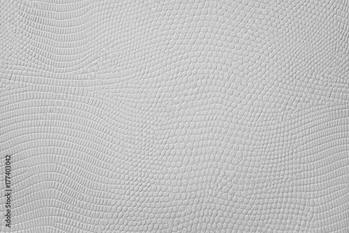Fotografie Grey Snake Skin Texture