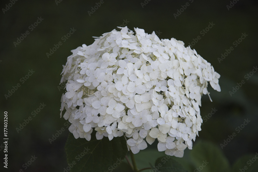 Flower Flower
