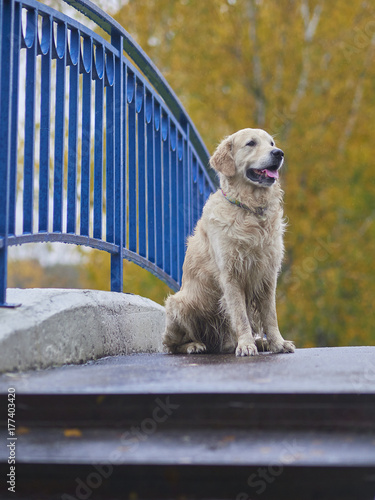 Fototapeta Naklejka Na Ścianę i Meble -  Moscow, Russia, October 2017, dog breed golden retriever for a walk in the autumn park