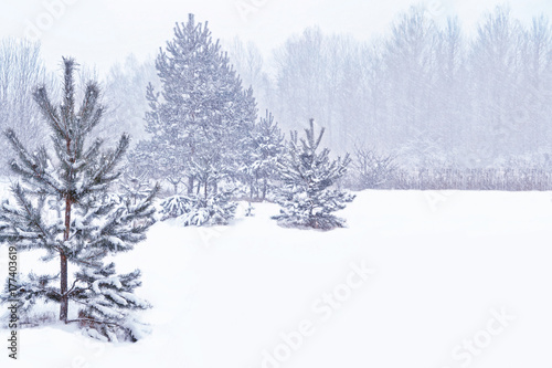 Foto Frozen winter forest with snow covered trees.