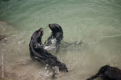 Attention Seeking Seal Pup