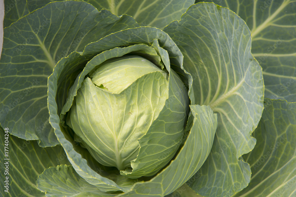 Cabbage growing in the garden at my farm. Cabbage growing in the garden at my farm.