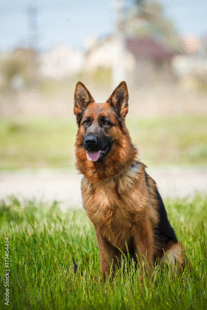 German Shepherd Dog German Shepherd Dog
