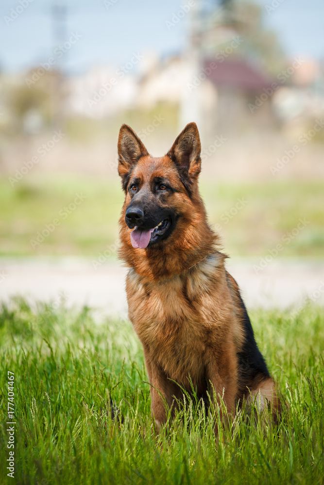 German Shepherd Dog German Shepherd Dog