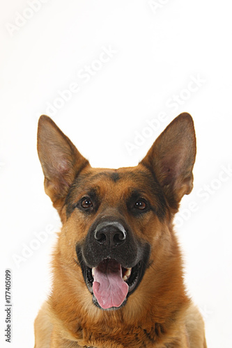 dog - shepherd dog on white background