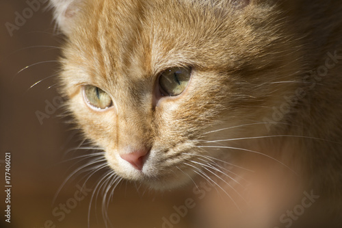 Close up ginger cat face in sun shine, warm color
