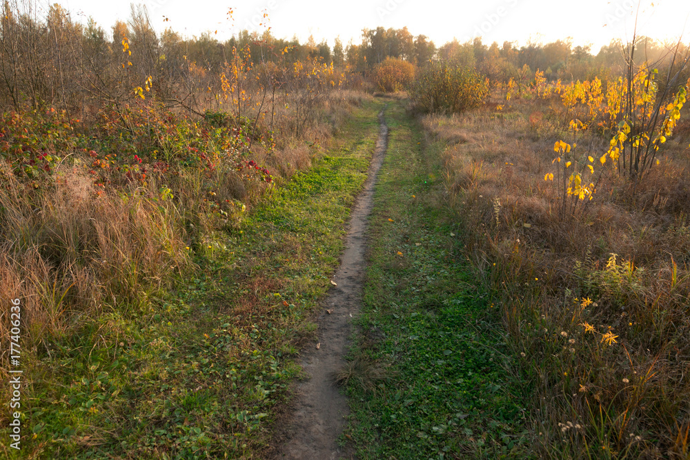 Naklejka premium lonely path in a field in the autumn evening.