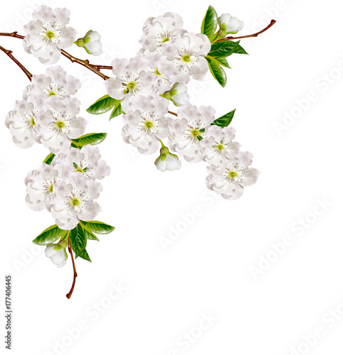 Flowering branch of apple isolated on a white background. Spring Flower.