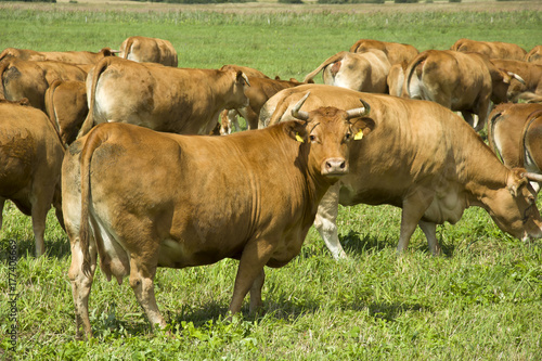 Fototapeta Naklejka Na Ścianę i Meble -  Big cow on the pasture