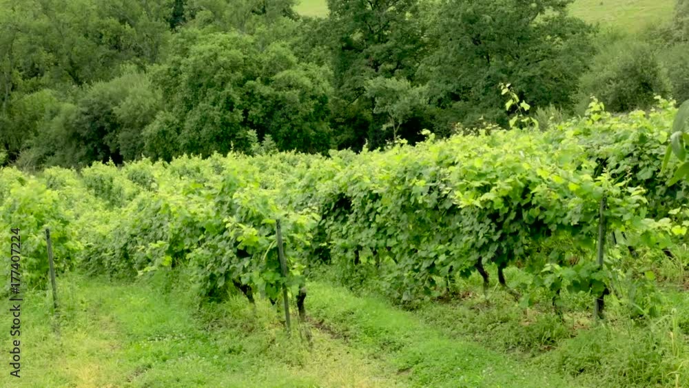 White wine grapes vineyard, branches moving in wind White wine grapes vineyard, branches moving in wind