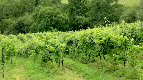 White wine grapes vineyard, branches moving in wind