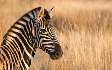 Fototapete Zebra Zebra Porträt Seitenansicht links  © Hislightrq