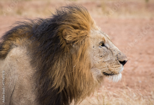 Lion Profile