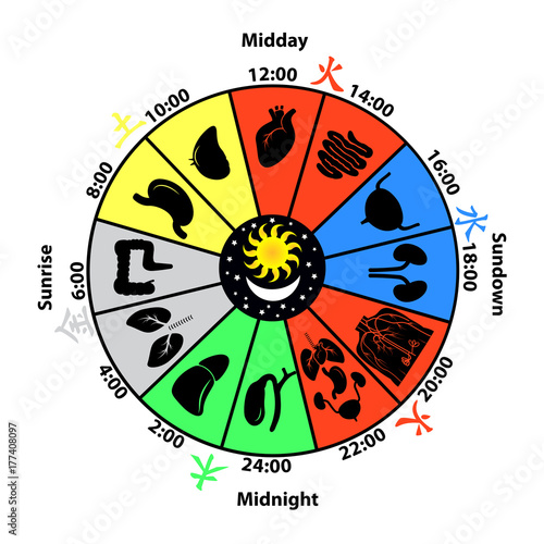 Daily Biorhythm of Internal Organs Vector Illustration.