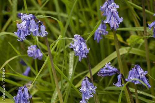 Bluebell Cluster