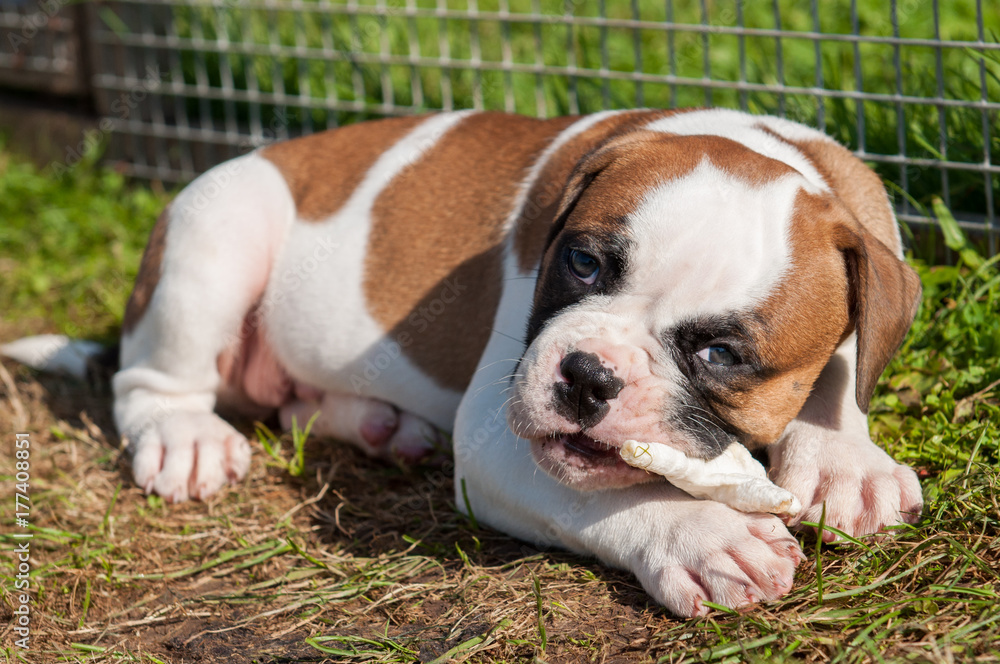 Fototapeta premium American Bulldog puppy is eating a chicken paw on nature