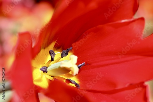 Red tulip 