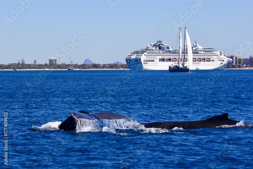 Whale cruising 