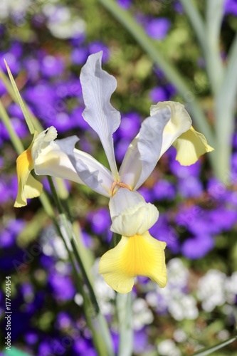 Yellow iris 
