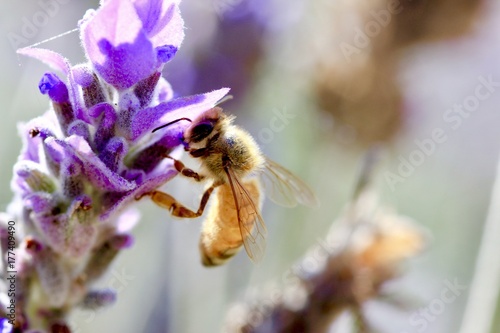 Bee on lavender 