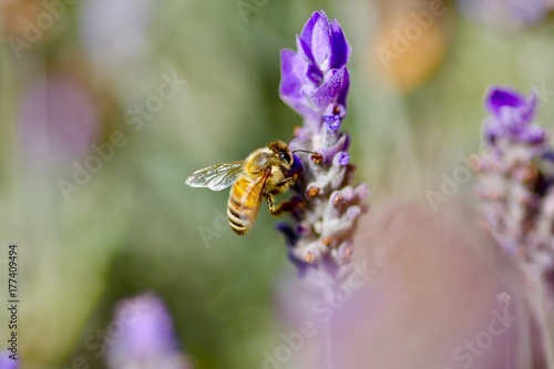 Bee on lavender 