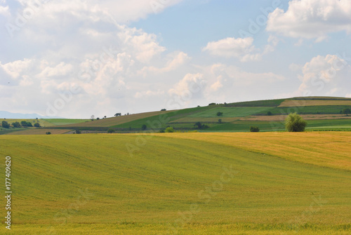 Meadow landscape in spring.