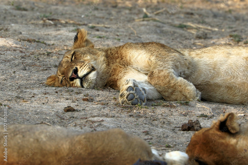 Close up of lion in the Kruger National Park, South Africa Close up of lion in the Kruger National Park, South Africa
