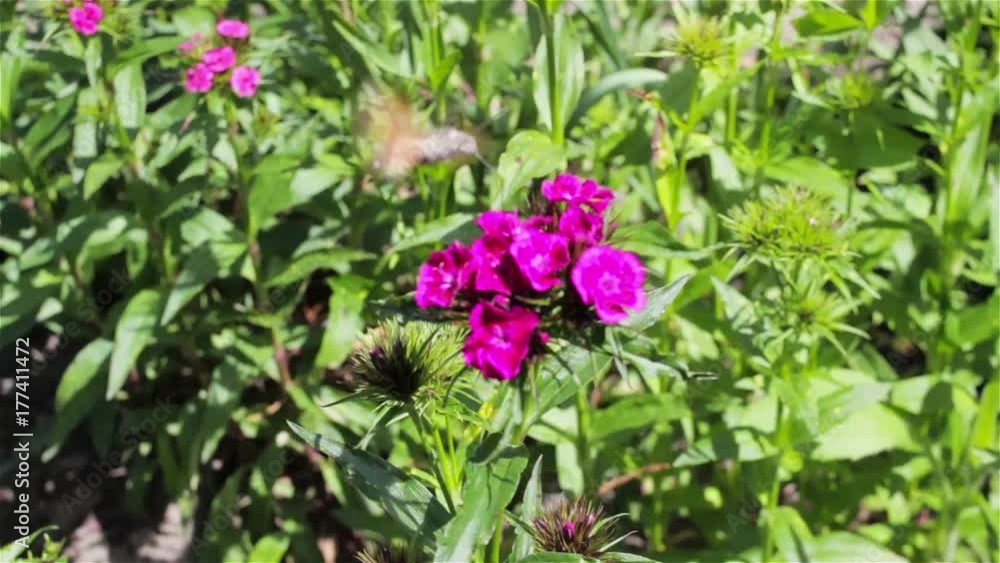 pollination of Chinese carnation/Insect Hummingbird Hawk-Moth pollination of Chinese carnation/Insect Hummingbird Hawk-Moth